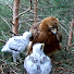 gEo7QJ0OE8U-channel-avatar-Birds Nest Family and Birds with Birds