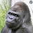 @willisjefferson5886