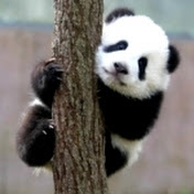 panda stick 월드