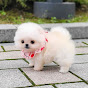 Cute Pomeranian Dog Image Thumbnail