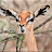 @gerenuk4588