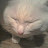 @Meowmow-b6w