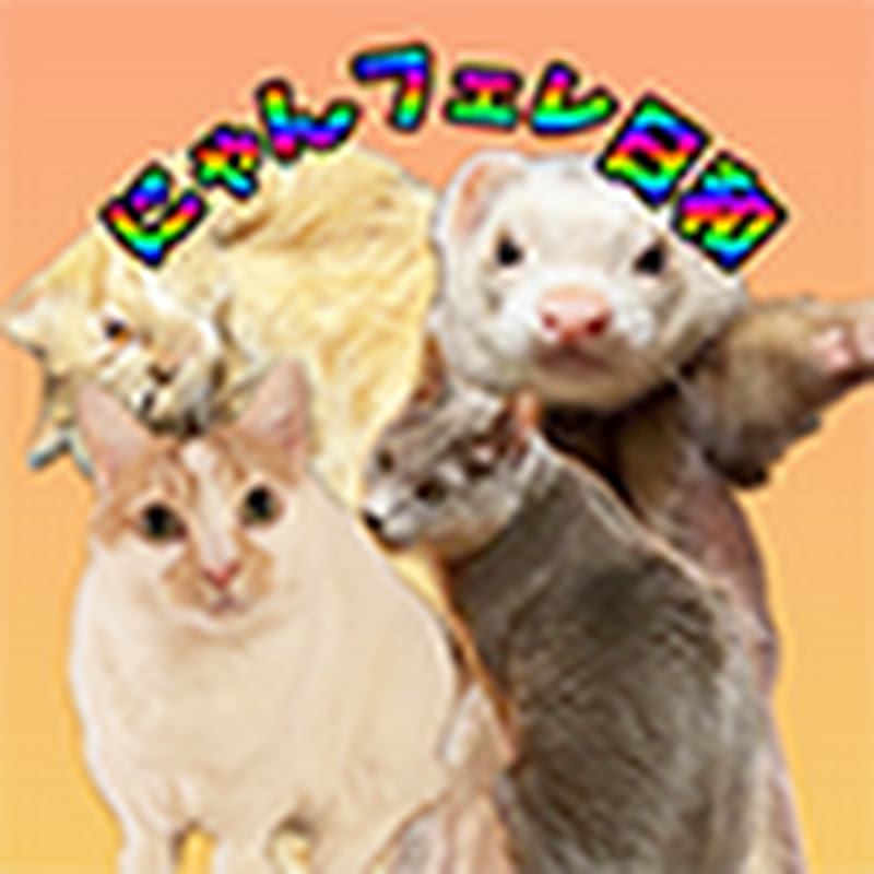 2人と4匹にゃんフェレ日和