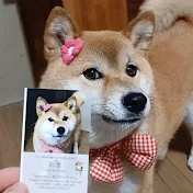 柴犬・心亜のちゃんねる(成長記録)