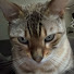 htD4AUgsKSs-channel-avatar-ElijahSwag