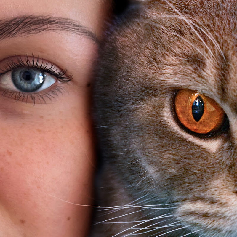 Кошкина Мать _Cat's mother