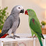 EKZDUm5pEPs-channel-avatar-Rico & Bentley Parrots