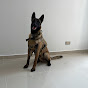 ChesterMalinois777