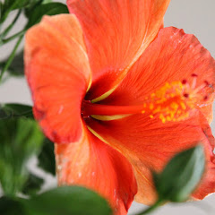 ノリノリギャンブルチャンネル