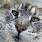 Maine Coon Capers Avatar