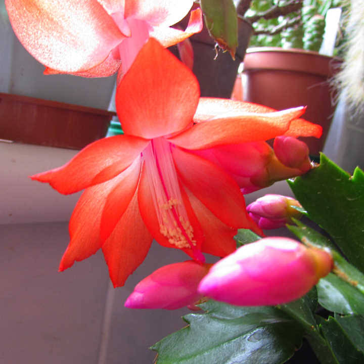 Desert Plants of Avalon - YouTube