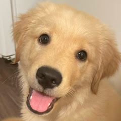 Butters the golden retriever