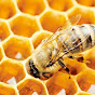 Apis Mellifera logo