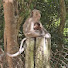 Anwa4f6nPC0-channel-avatar-Monkey Lovers