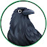 Md6bbTeWUDg-channel-avatar-Bird Decode 