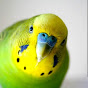 Parakeet Care logo
