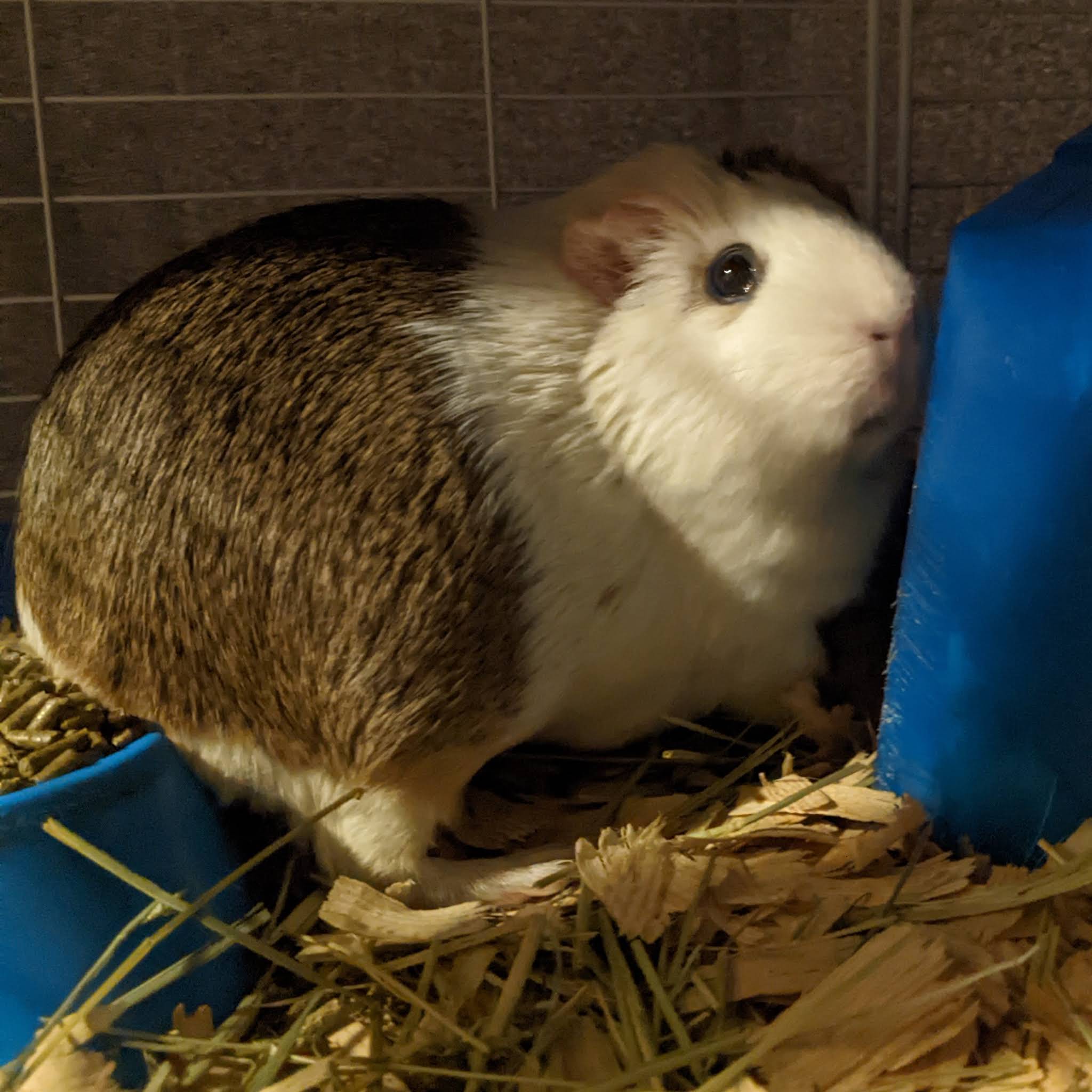 Post from Kona & Suba Guinea Pigs