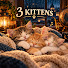 7__fdL9fYrE-channel-avatar-Three Kittens Around the World