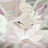 @rawan123-h5v