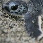 Turtle1Mannn