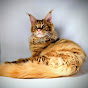Life with a Maine Coon cat named IMBYR - @lifewithamainecooncatnamed8819 YouTube Profile Photo