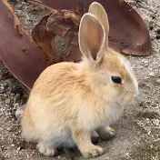 大久野島・うさぎ島チャンネル