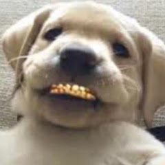 Frank_XD-