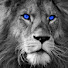 rjgNAsIprc4-channel-avatar-Legend Rugby