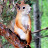 Siberian Squirrel