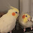 Cockatiel Bibi