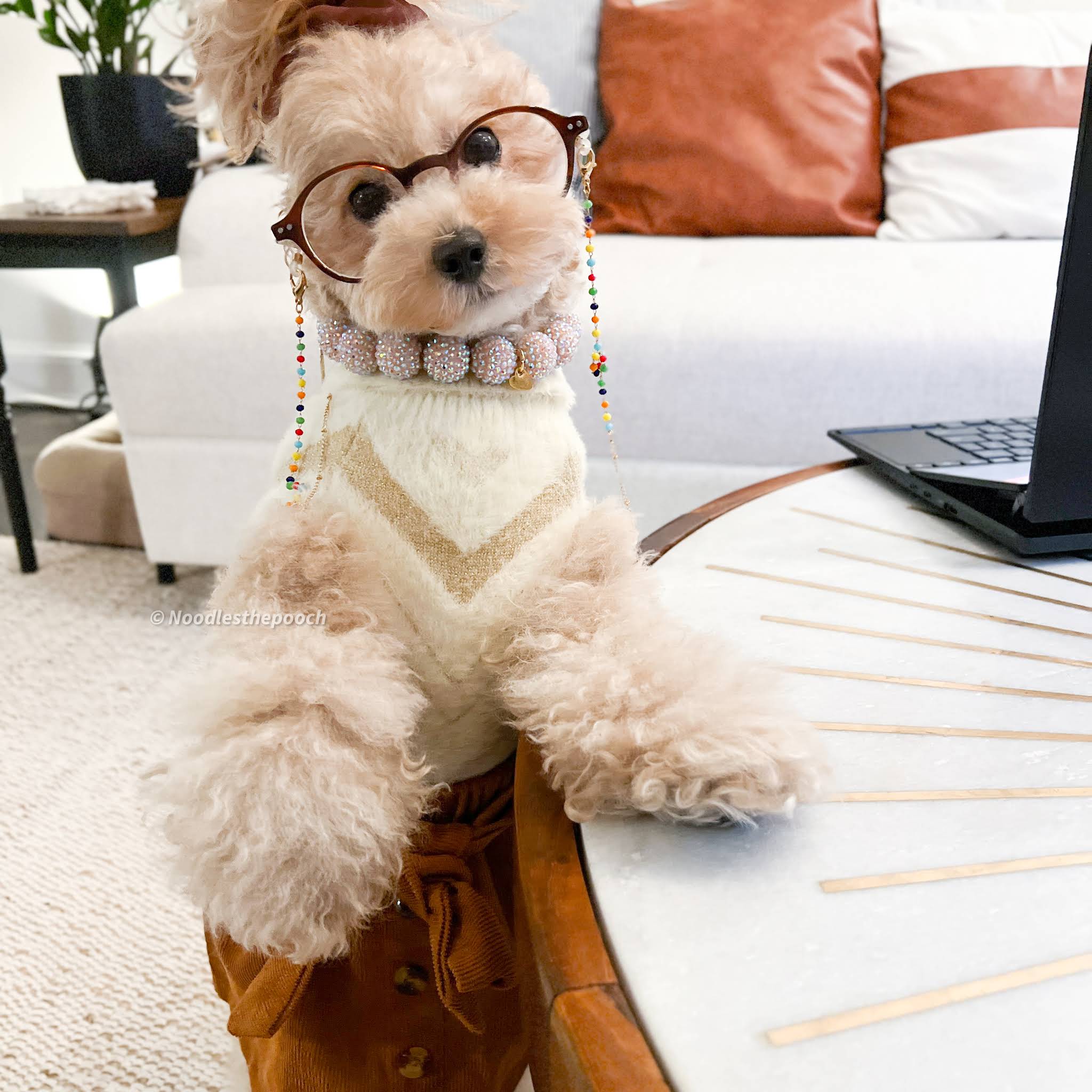 Post from Noodlesthepooch