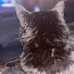 lbqWJN2_zos-channel-avatar-worfeil