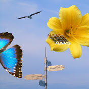 Pet Wolf - トピック