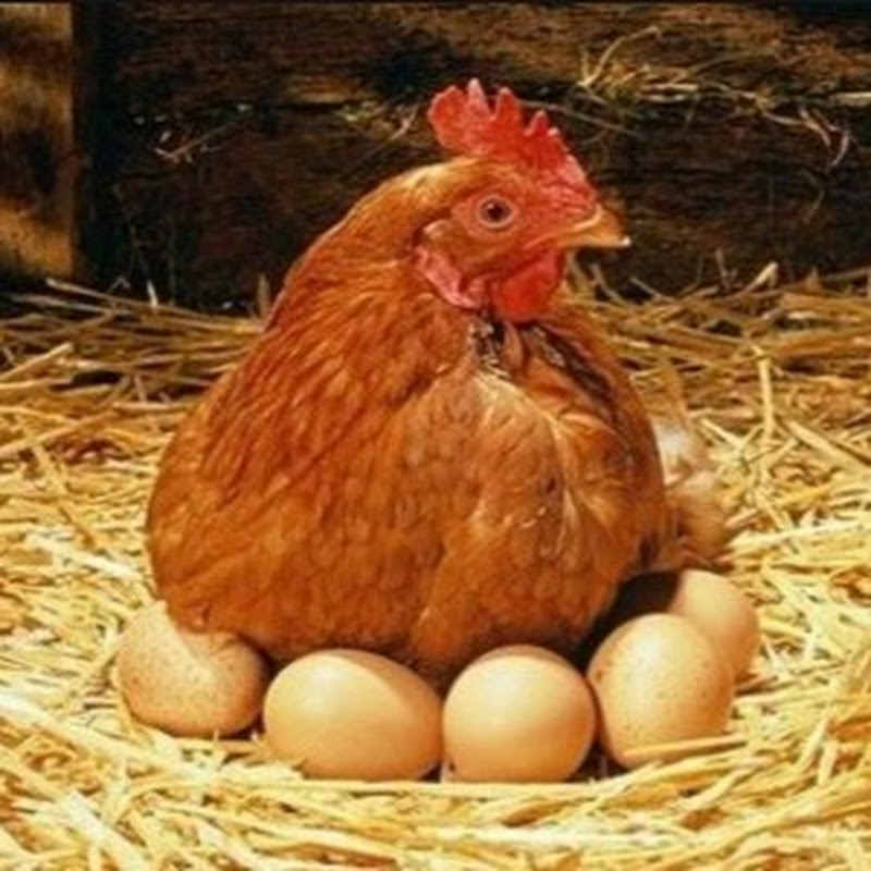 Kənd Havası I Köy Havası