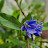@hansgarden