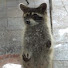 G8X594TIiag-channel-avatar-Kitchen Window Wildlife