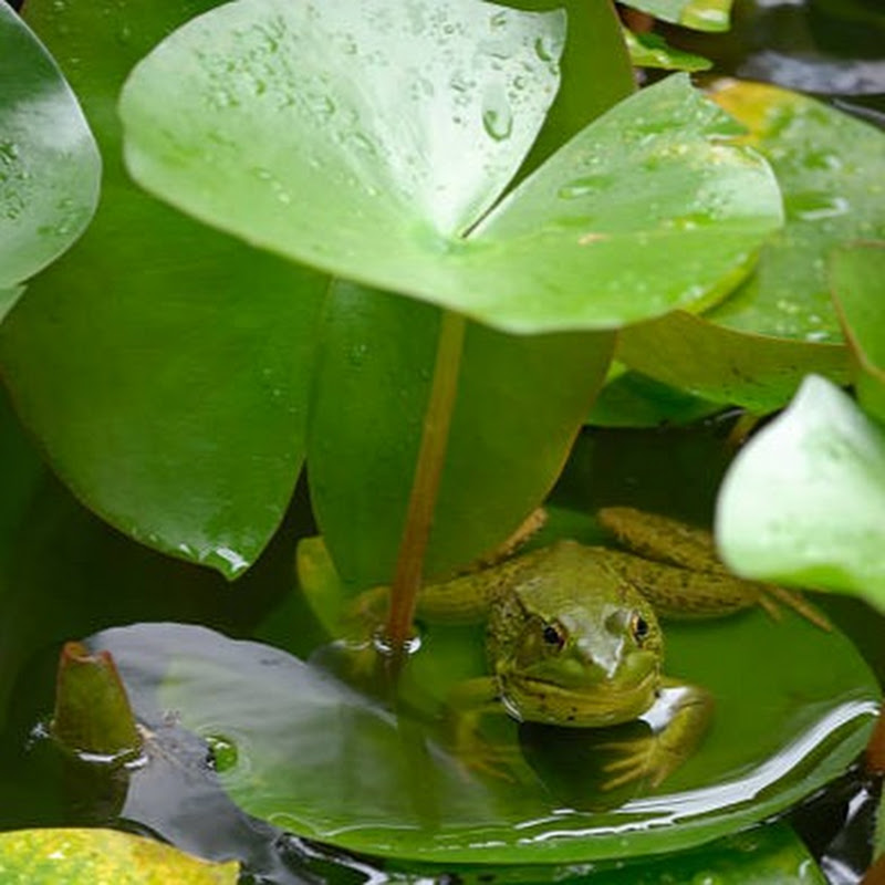 Rain Sounds for Sleeping 