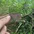 q6H99M8NTmo-channel-avatar-WWII Metal Detecting Western Front 
