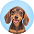 tibUhqHF-l8-channel-avatar-MIN Dachshund