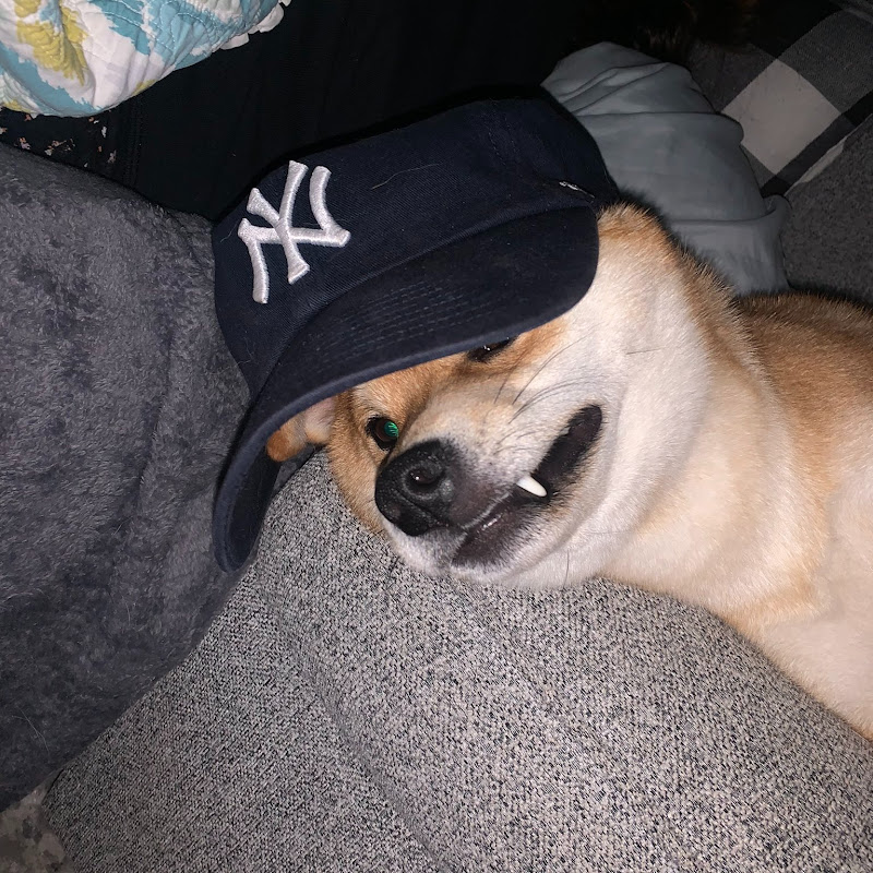 Shayed
