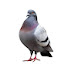C8pOmc9ej_U-channel-avatar-マダラ鳩