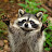 @hug-the-raccoon