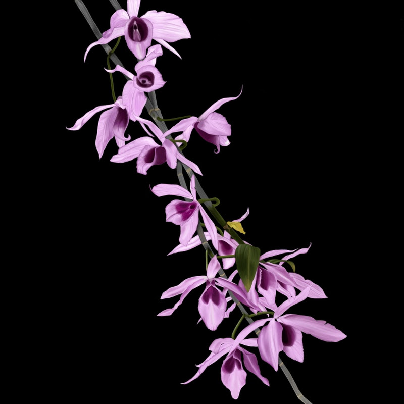 Orchids in Paradise