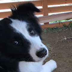 Vlogあの世で犬になろう