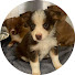 O70tOQYJJ4Y-channel-avatar-Pray4Dogs