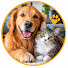 KKHSB9HjxNA-channel-avatar-Pet ellect