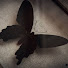 ob2nArJUUOc-channel-avatar-butterfly black