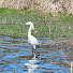 SnfQINbqJoo-channel-avatar-Chasing Egrets ~ Birds & Wildlife in Texas