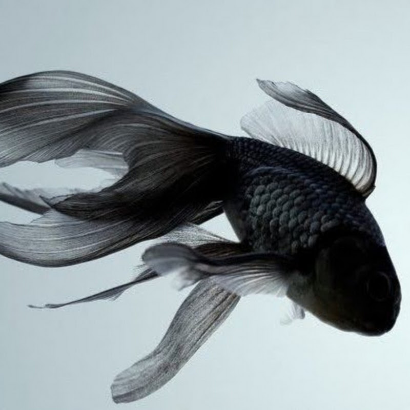 幻想芸術家 Neit