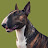 @Glas-DevGuy's avatar